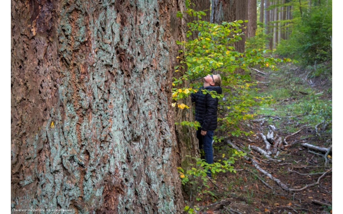 Ein staunendes Kind berüht einen Baumriesen im dichten Wald