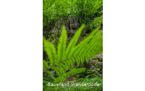 Grüner Farn im Steinbruch Peperburg