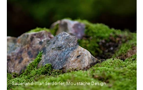 Detailansicht auf das Gestein an den Quarzklippen