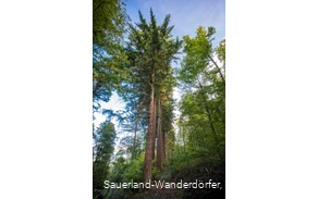 Gewaltige Douglasien ragen in den blauen Himmel