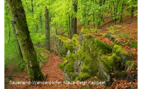 Das Hollenhaus ragt aus dem Waldboden bei Bödefeld