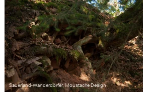 Nahaufnahme Gesteinsschichten mit Wurzelwerk