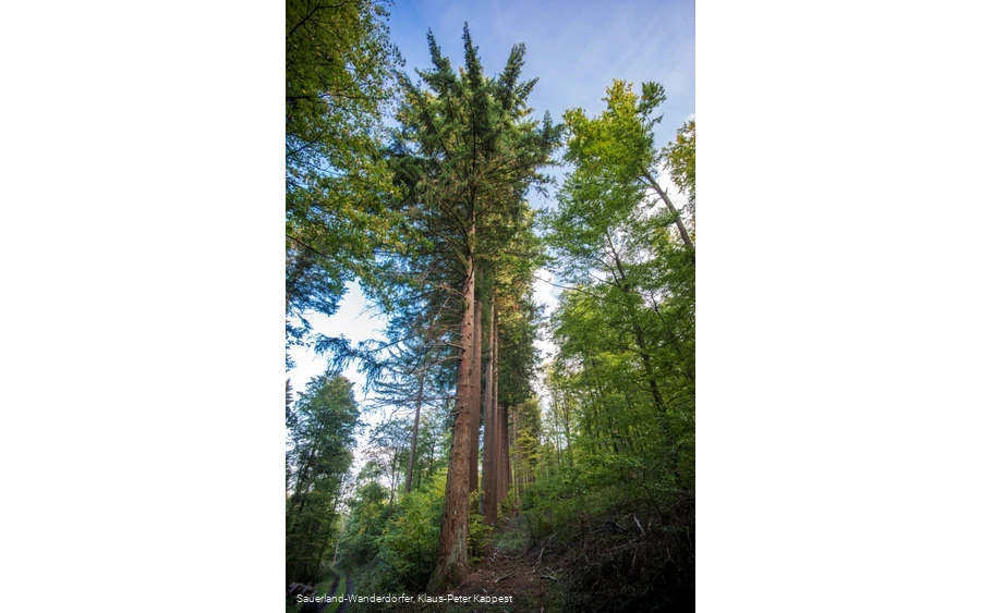 Gewaltige Douglasien ragen in den blauen Himmel
