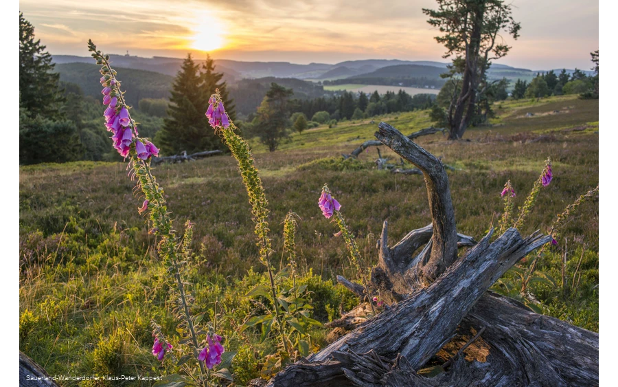 Blick von der Hochheide in den Sonnenuntergang