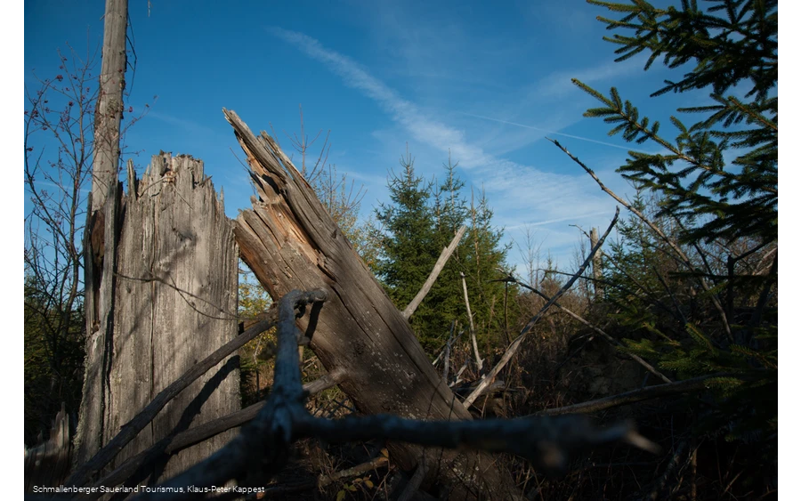 Abgestorbener Baum am Kyrillpfad vor blauem Himmel