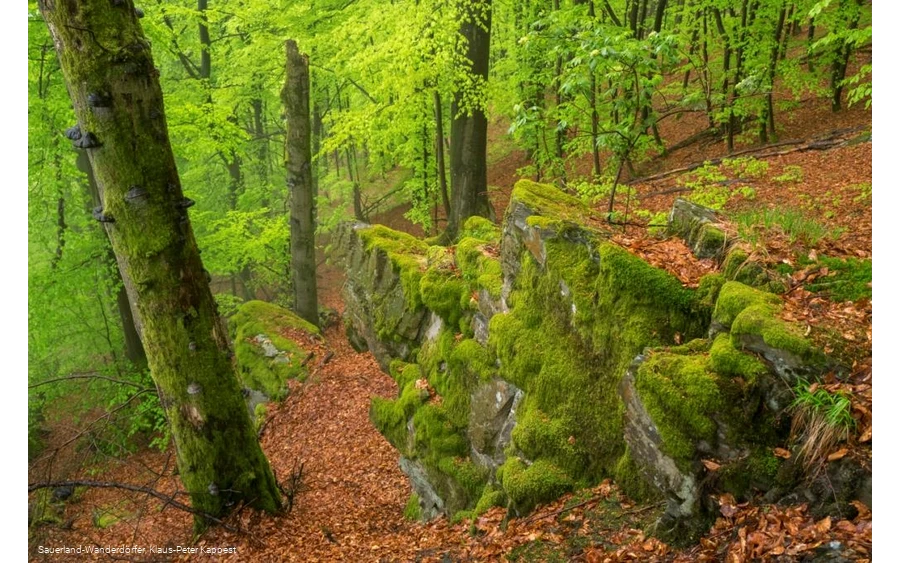 Das Hollenhaus ragt aus dem Waldboden bei Bödefeld