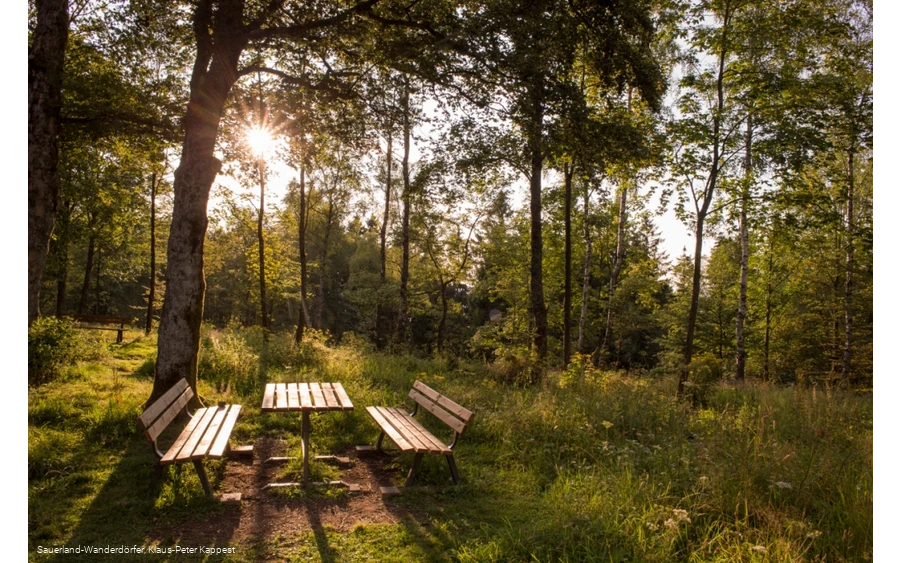 Abendstimmung am Wilzenberg auf einer kleinen Lichtung