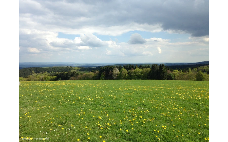 Krutenberg mit Löwenzahnwiese im Vordergrund