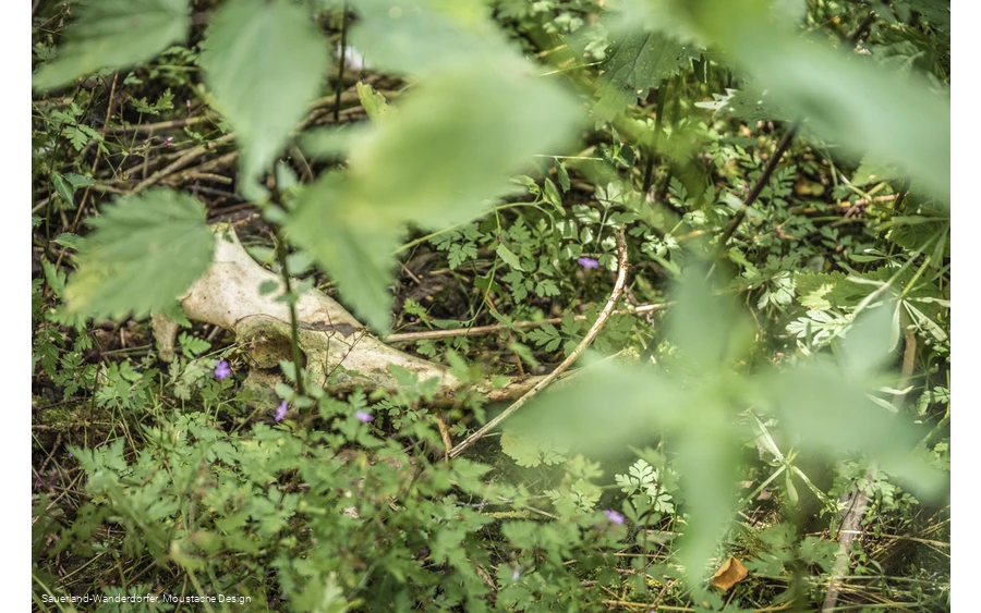 Weiße Knochen auf dem Waldboden
