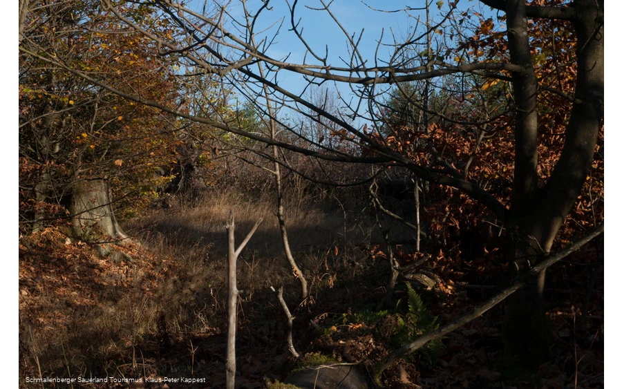 Kyrillpfad im Sauerland in der Herbstjahreszeit