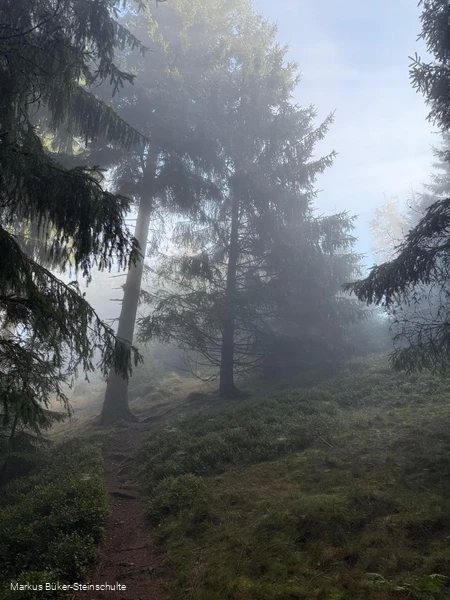 Kleiner Trail im Nebelwald