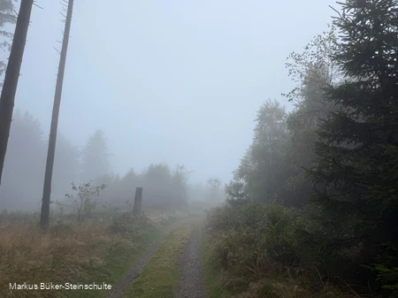 Weg im nebeligen Wald