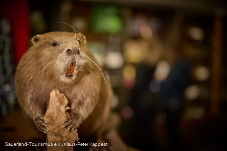 Ein ausgestopfter Bieber in der Tourist-Info am Diemelsee