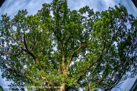 Eiche im Ohl - Krone mit Froschblick
