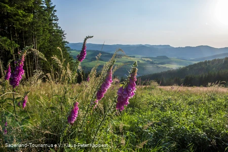Sommerliche Wiese mit Aussicht auf das Sauerland