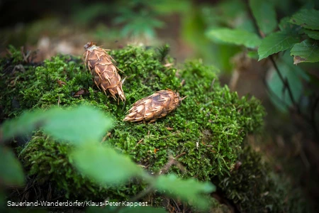 Zapfen der Himmelssäulen