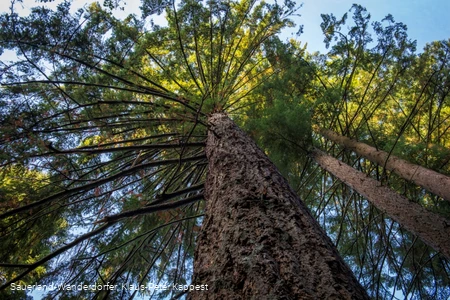 Große Douglasie vom Boden aufwärts fotografiert