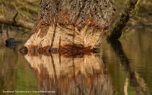 Abgenagter Baum spiegelt sich im Wasser
