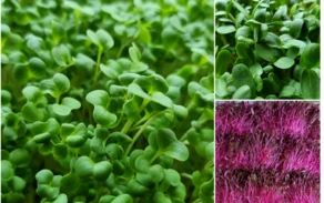 Microgreens.png