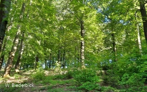 Waldbaden-Buchenwald Frühjahr (Foto W.Biederbick).jpg