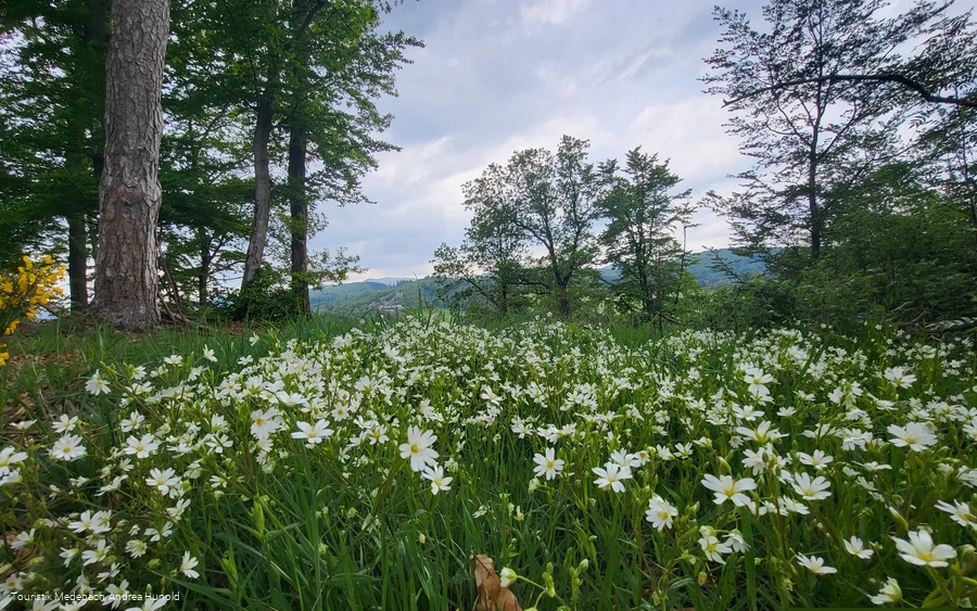 Frühling in Medebach