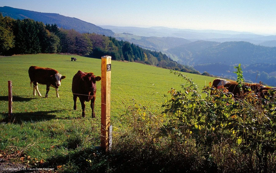 Kühe am Uplandsteig