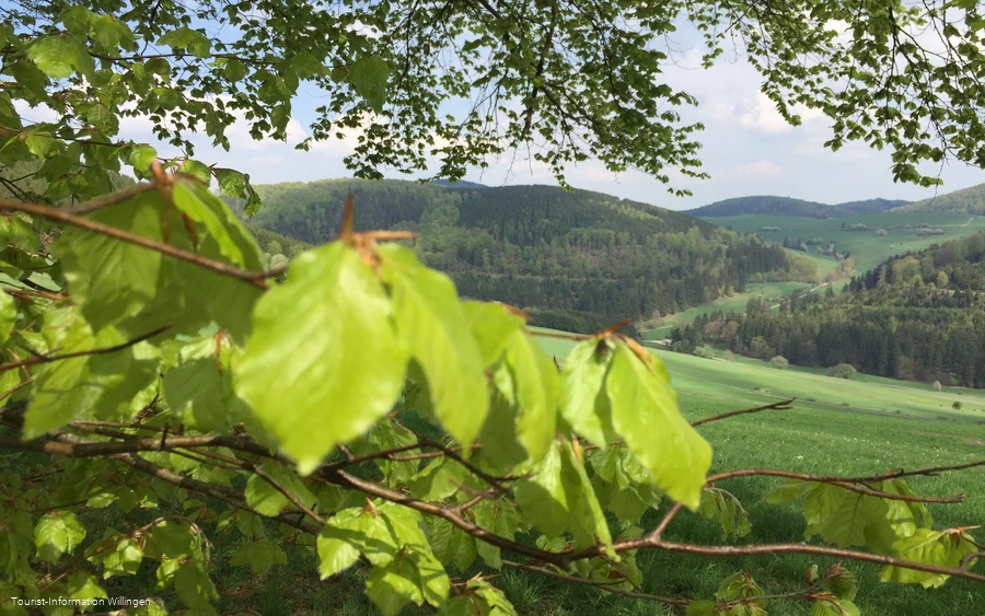 Ringwallweg Schwalenburg mit frischem Buchenlaub