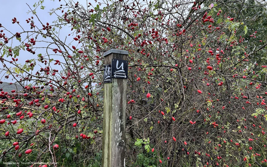 Hagebuttenstrauch am Uplandsteig