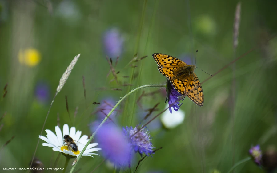 Flora und Fauna im Schwarzbachtal