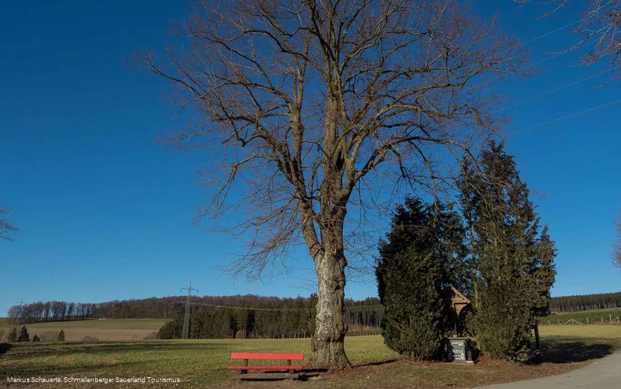 Dicke Linde