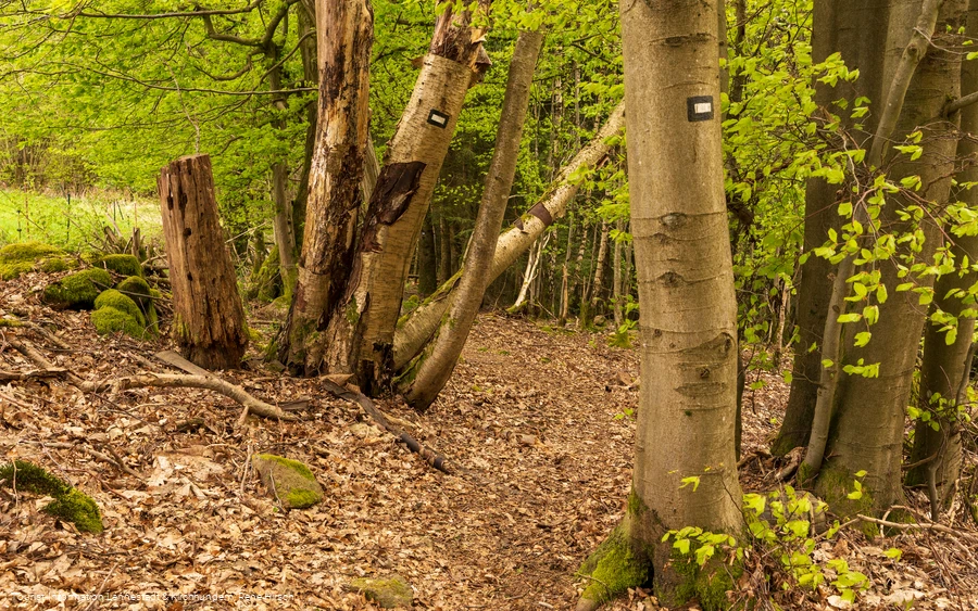 Pfad über den Albaumer Klippen