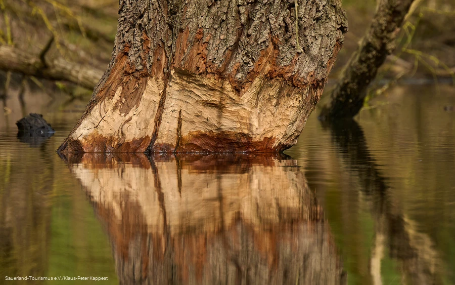 Abgenagter Baum spiegelt sich im Wasser