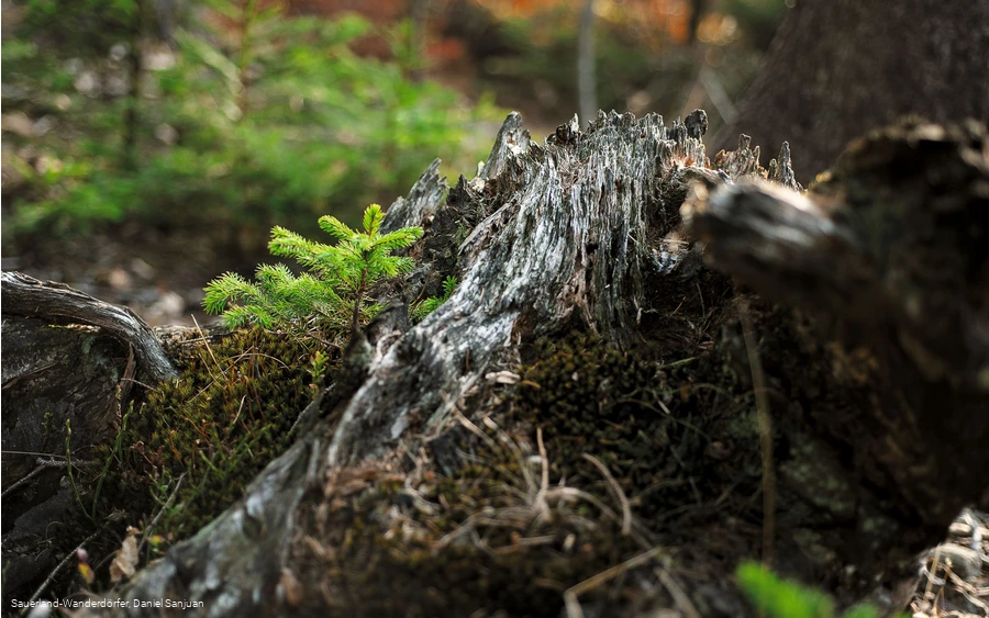 Kyrillpfad_Fichte wächst aus einem abgestorbenen Baumstumpf