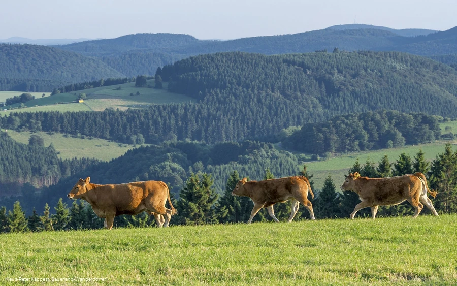 Kühe in der Qualitätsregion Sauerland