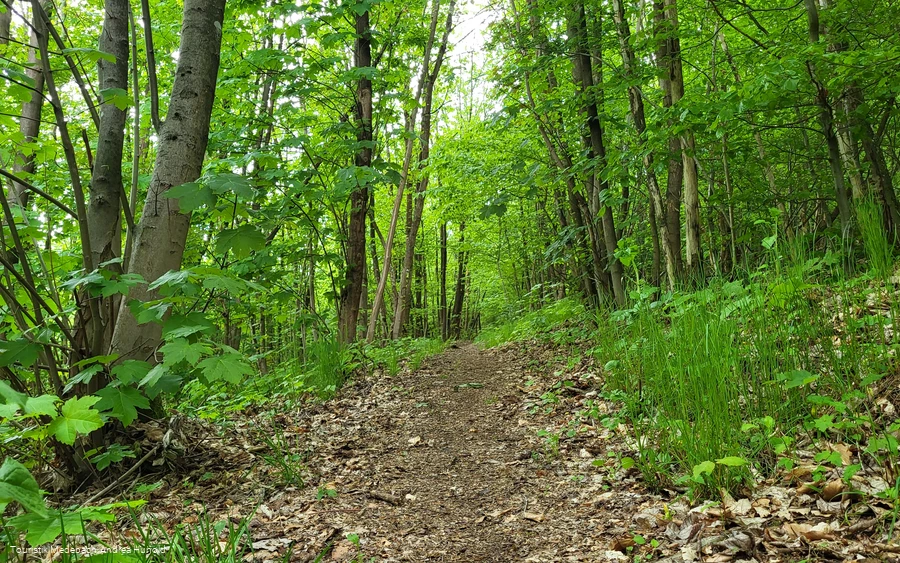 Über naturbelassene Pfade hinauf auf den Weddelberg