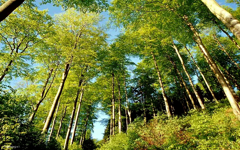 Lichter Sommerwald am Rothaarsteig