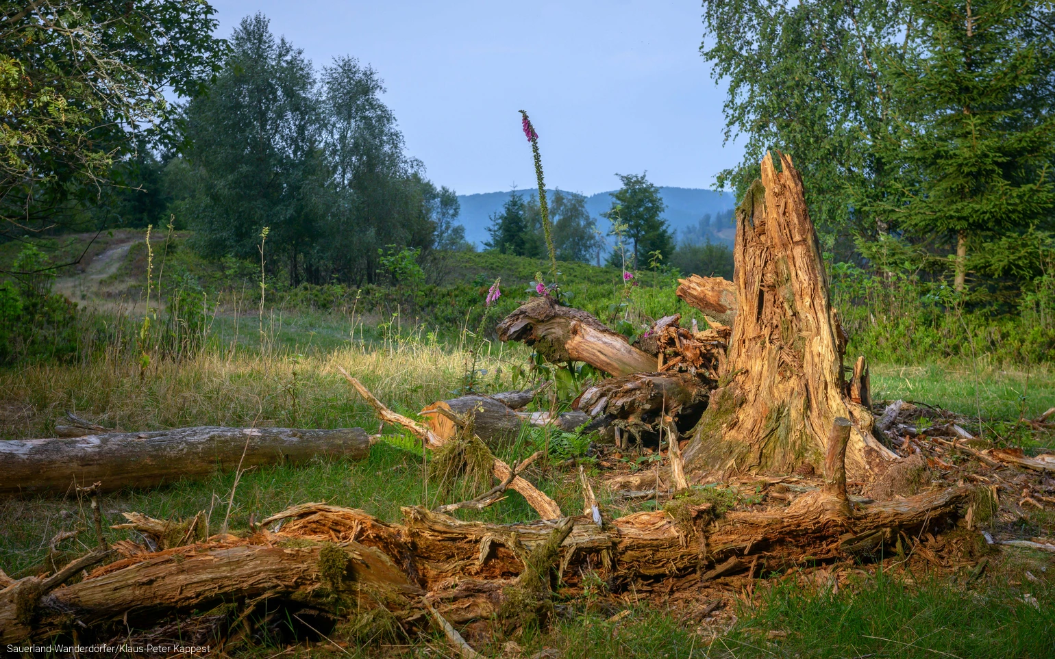 ein abgestorbener Baum am Orenberg