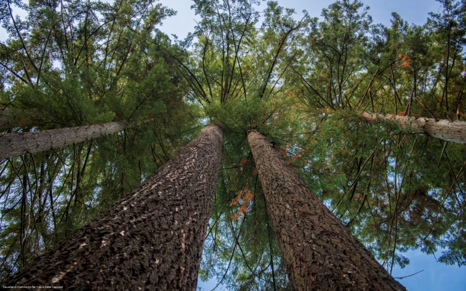 Dicht an dicht stehen die Douglasien beieinander