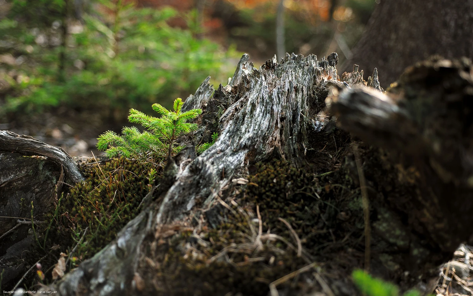 Kyrillpfad_Fichte wächst aus einem abgestorbenen Baumstumpf