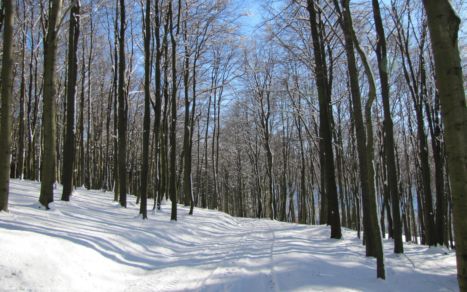 Buchenwälder im Schnee