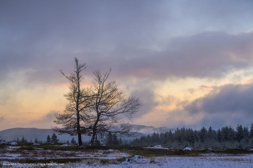 Wintermorgen auf dem Kahlen Asten mit kahlem Laubbaum