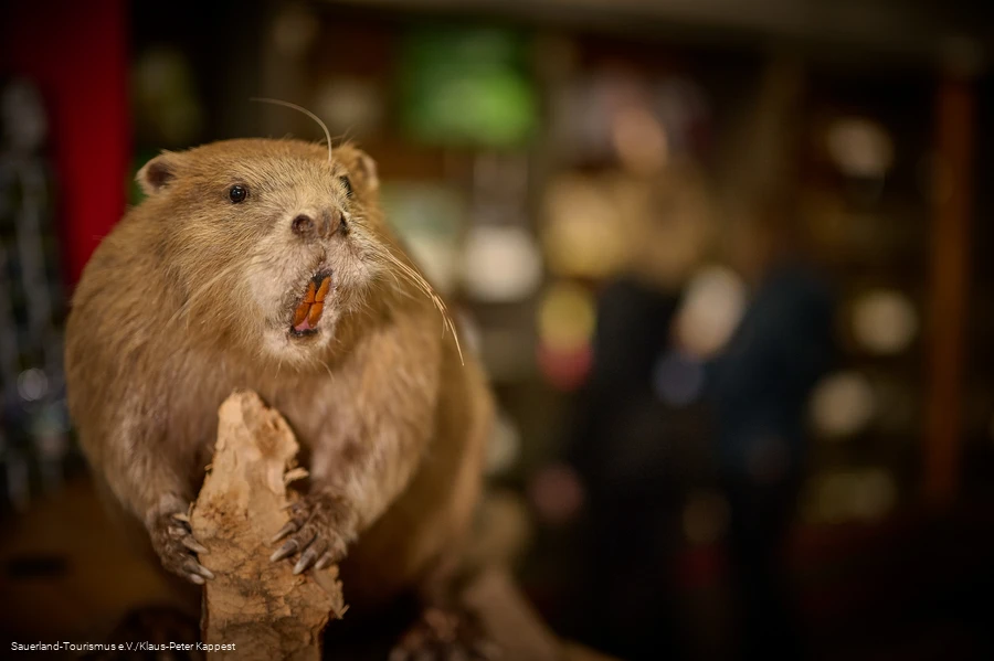 Ein ausgestopfter Bieber in der Tourist-Info am Diemelsee