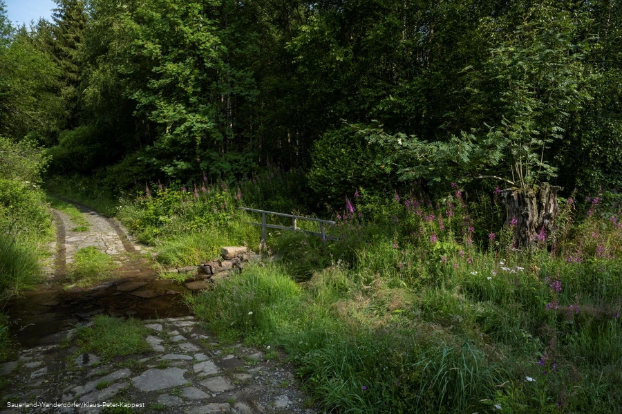Weg im Schwarzbachtal