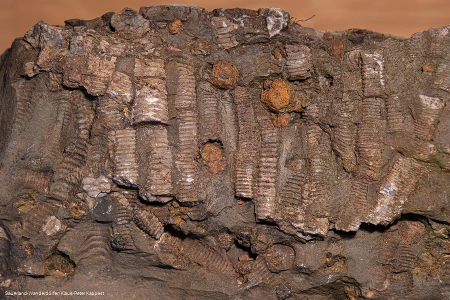 Besondere Abdr&uuml;cke in dem Steinbruch am Hengb&ouml;hl