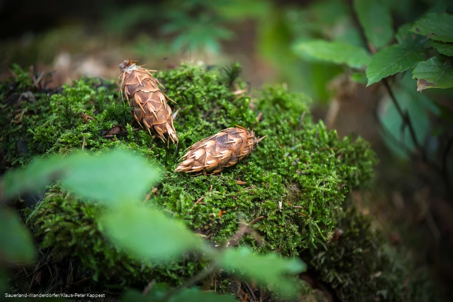 Zapfen der Himmelss&auml;ulen