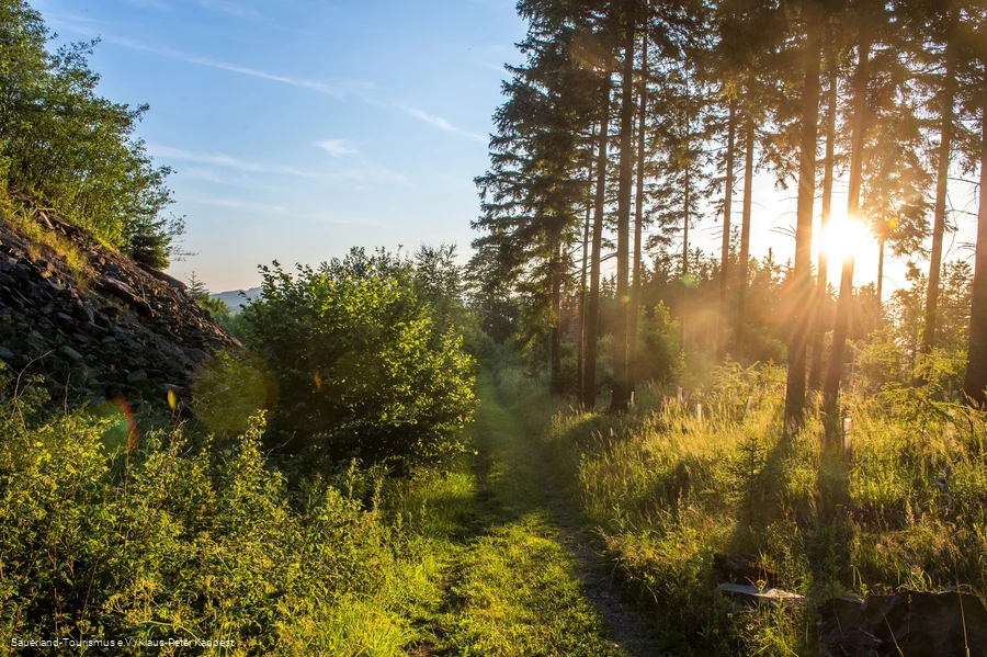 Schmaler Wiesenpfad im Sommerlicht