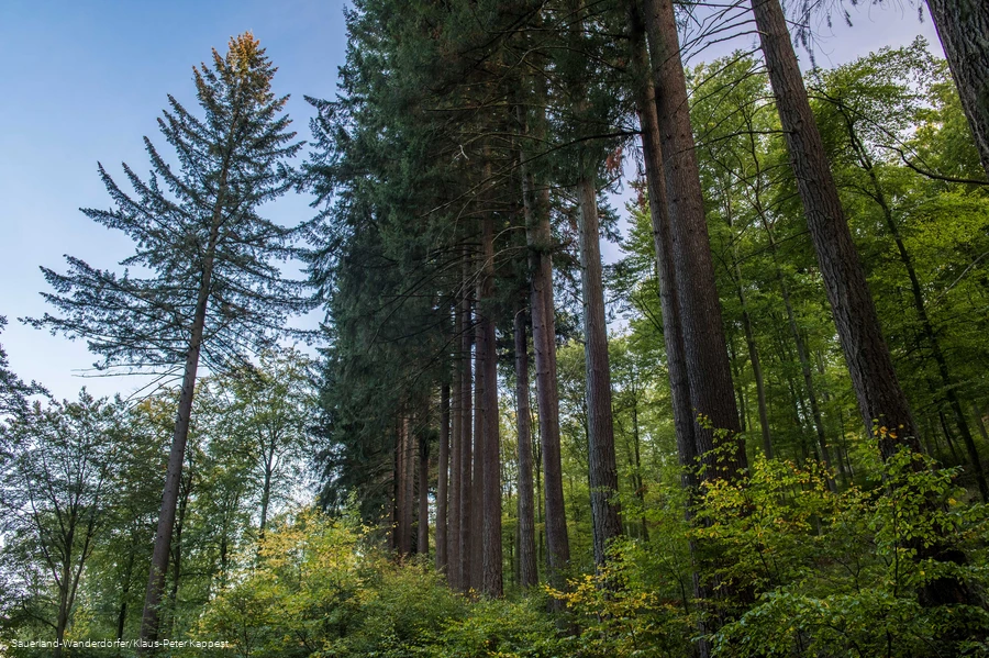 Himmelss&auml;ulen in einer Reihe