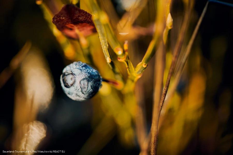 Blaubeere