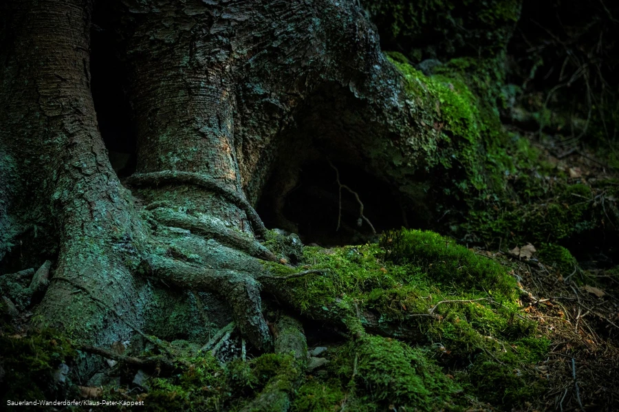 Moosbewachsener Baum im Schinkenkeller