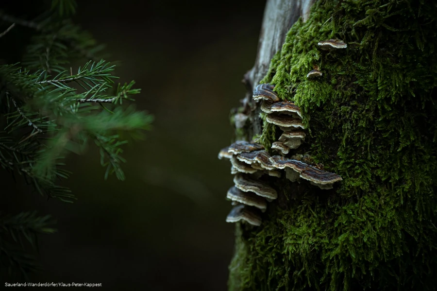Geheimnisvoller Baumstumpf Schinkenkeller